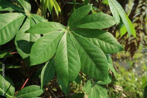 Foto A detailed close up photograph of a fresh green cassava leaf illuminated by natural sunlight