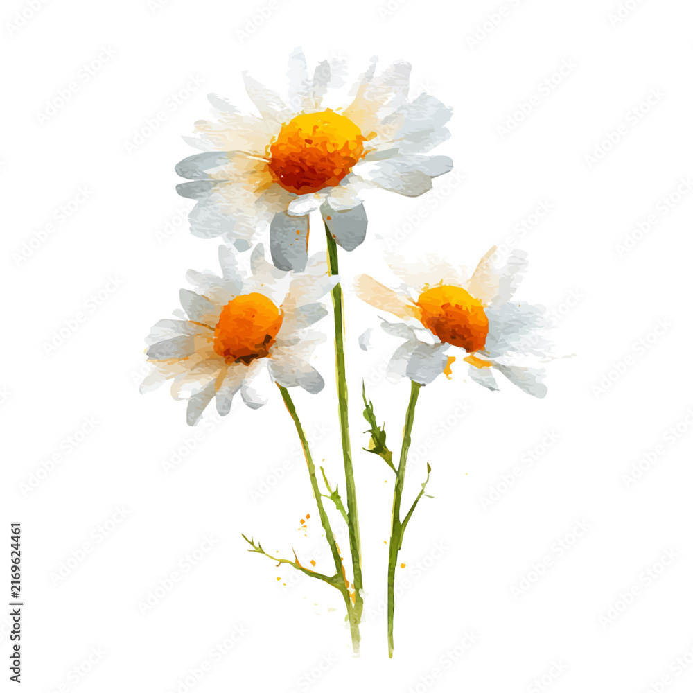 Fototapeta premium Chamomile Flower, watercolor vector, isolated on a white background.
