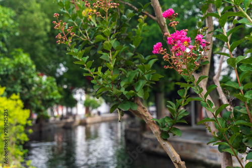 The river channels of Jiangnan water towns are veiled by blooming crape myrtle flowers.