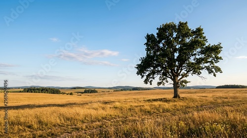 Solitary Oak Tree in Golden Field Under Blue Sky.