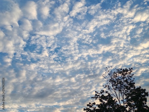 Obraz na płótnie Wide view of a blue sky filled with fluffy altocumulus clouds and light sunlight with a tree silhouette in the lower corner