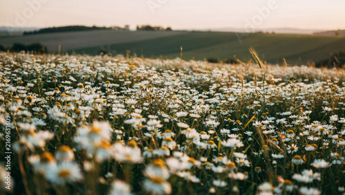 Beautiful Field of Blooming White Daisy Flowers Under Soft Golden Sunset Light Across Rolling Green Hills