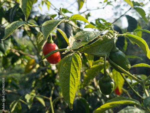 Fotografie Close-up of ripe red and unripe green habanero peppers growing on a leafy bush in natural sunlight