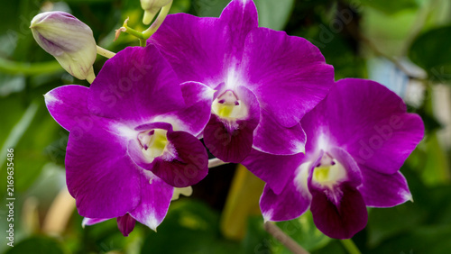 Dendrobium orchid blooming with two buds extreme close up