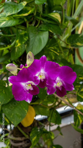 Dendrobium orchid blooming with two buds vertical photo