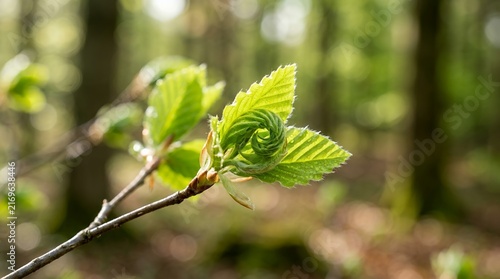 New Spring Leaves Unfurling on a Branch in a Forest.