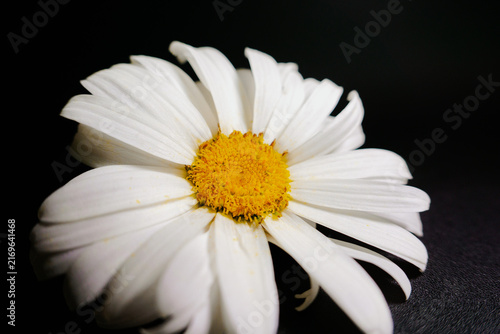 White daisy blooms against stark black background. Petals curve gently, framing bright yellow center. Soft lighting enhances delicate texture and natural elegance. Ideal for wellness, nature.