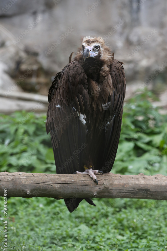 Fototapeta premium The black vulture (Aegypius monachus) at the zoo