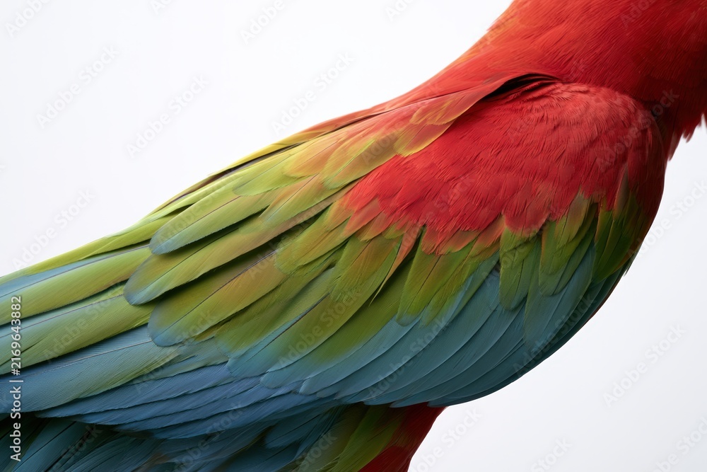 Obraz premium Colorful parrot feathers showing detailed texture and vibrant hues