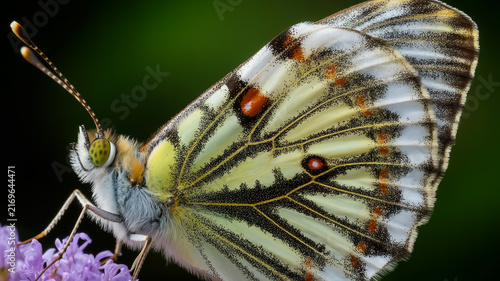 Macro shot of a beautiful butterfly with intricate wing patterns on a flower