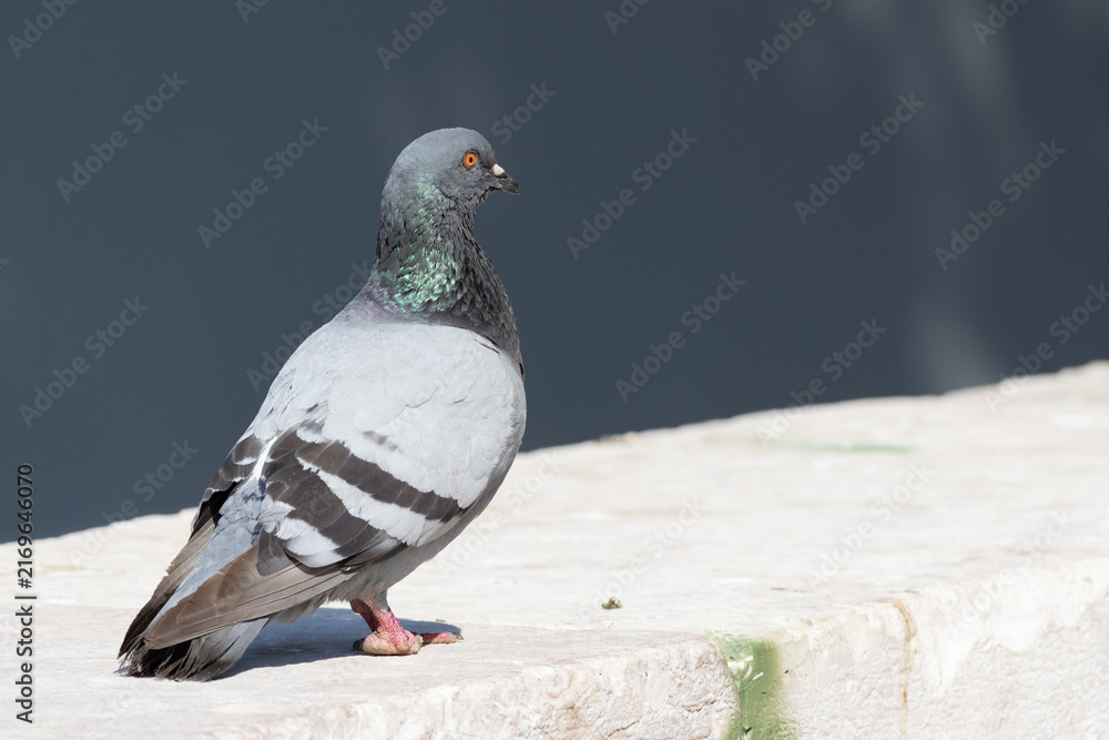 Obraz premium Pigeon standing on a stone ledge watching