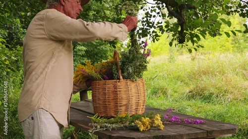 An herbalist gathers various medicinal herbs in a basket while standing by a wooden table in a field. The sunlight shines through the trees