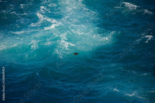 Obraz na płótnie Sea turtle swimming in turquoise ocean water and waves