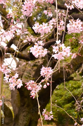 しだれ桜の垂れ桜の古樹