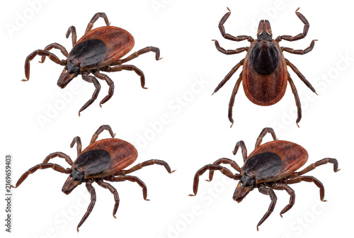 Quadro su tela Macro composite of four deer ticks from various angles