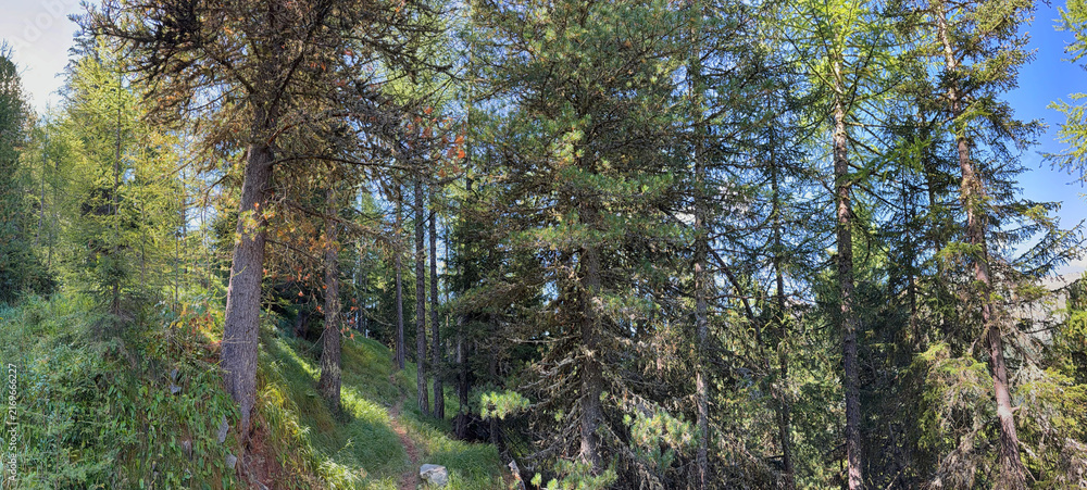 Fototapeta premium trees in the forest
