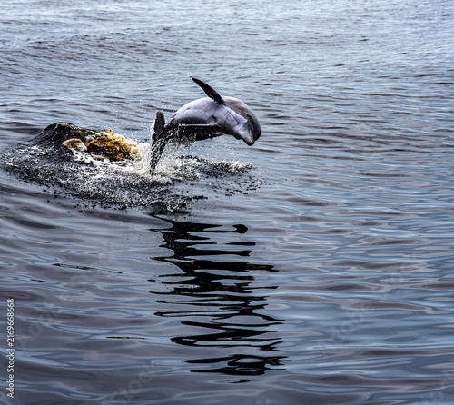 Obraz na płótnie Florida dolphin leaping in the water