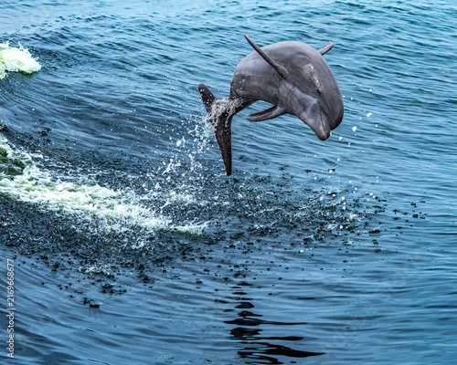 Фотография dolphin leaping out of the water