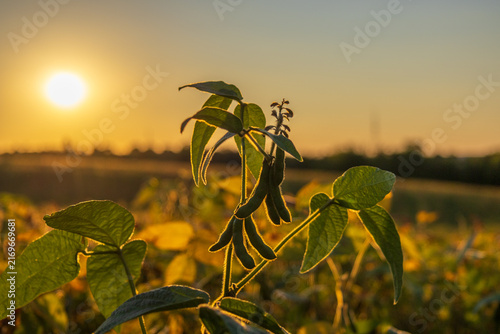 A soybean plant stands tall in a field as the sun sets behind it. The light casts a warm glow on the green leaves that reach for the sky in the evening