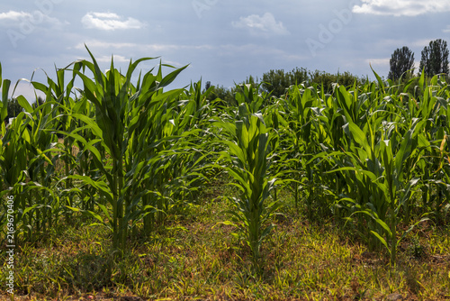 Konstfotografi Tall green corn plants grow in neat rows on a farm
