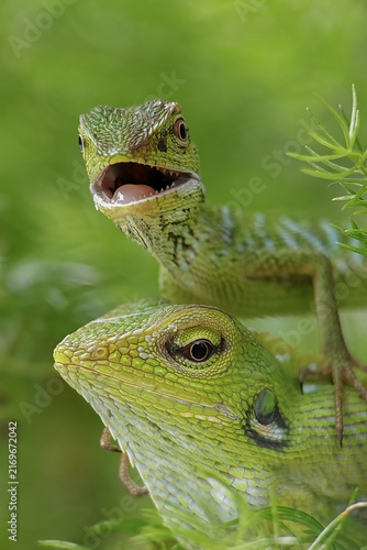 A pair of maned forest lizards (Bronchocela jubata) with one lizard opening its mouth. This agamid species is native to Southeast Asia and is commonly found in Indonesia.