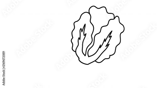 outline illustration of lettuce vegetable