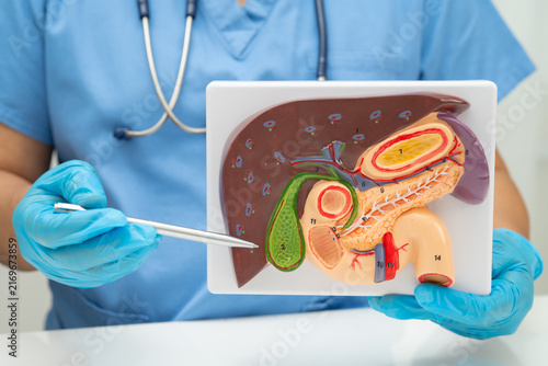 Obraz na plátně Liver with gallbladder, pancreas spleen and duodenum, Asian doctor holding human anatomy model for study diagnosis and treatment in hospital