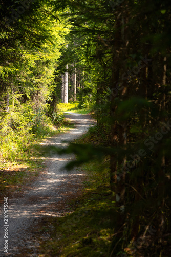 Waldweg durch Hochmoor