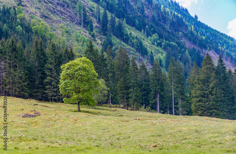 Naklejka premium Ecology and environment protection. Beauty of nature and simplicity. Guardian tree. Single tree in mountain meadow landscape nature. Nature surrounds the meadow and creates peaceful travel scenery