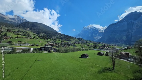 Canvas Print cows in the mountains at grindelwald, swiss