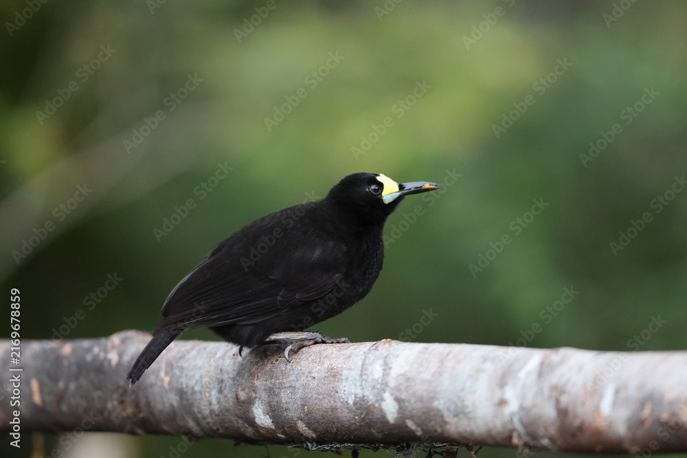 Fototapeta premium The short-tailed paradigalla (Paradigalla brevicauda) is a species of bird-of-paradise.