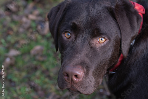 Obraz na plátně The gentle gaze of a chocolate Labrador Retriever, emphasizing the soulful connection and calm demeanor of this loyal canine companion in an outdoor setting