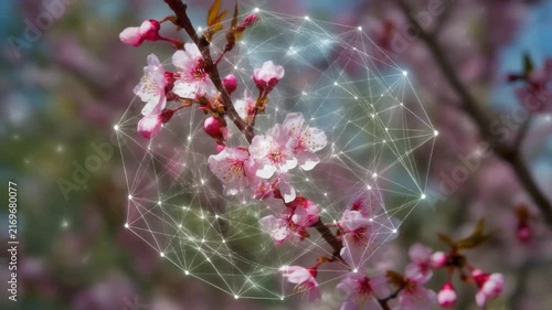 Pink Cherry Blossoms with Digital Network Overlay in Nature