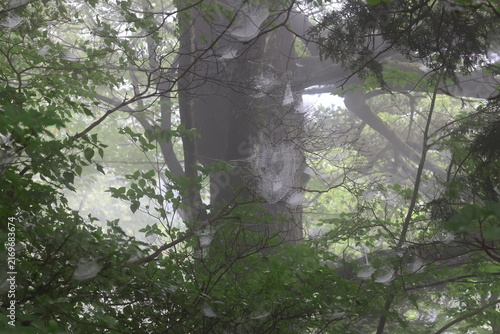 Foto A spiderweb draped across the fores