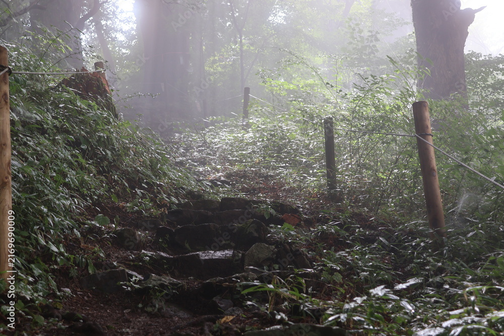 Fototapeta premium Faint sunlight breaking through the misty forest