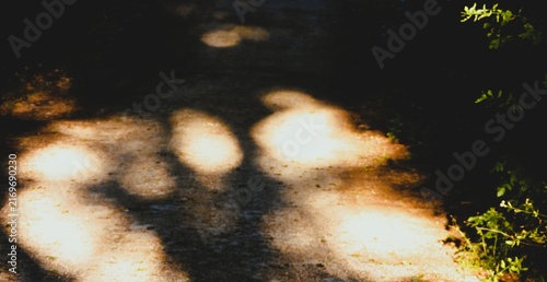 Fotografía A dirt path where sunlight filters through the leaves, creating rounded, shifting patches of brightness on the ground