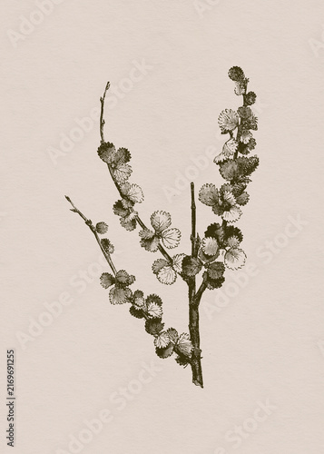 Vintage Botanical Branch with Small Berries
