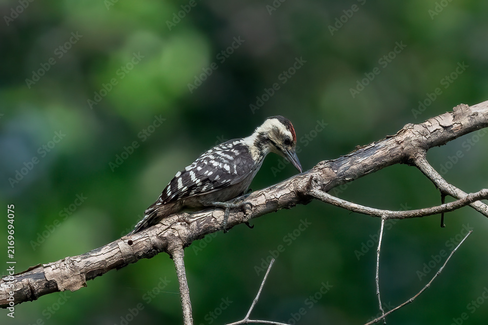 Naklejka premium A Sunda pygmy woodpecker is searching for insects on the trunk of a mangrove tree.