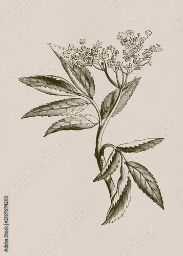 Vintage Botanical Branch with Small Flowers and Leaves