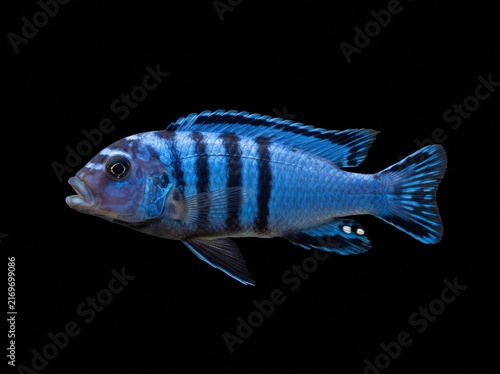 Saulosi Cichlid (Pseudotropheus saulosi) Isolated on Black Background
