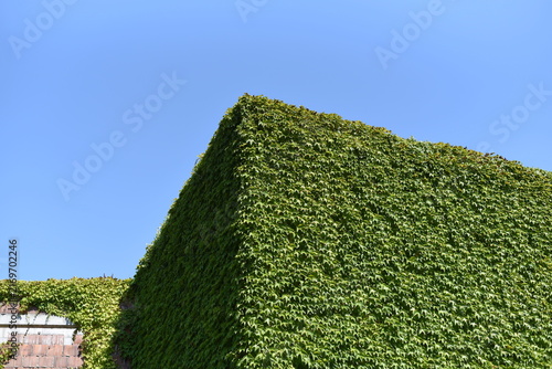 Green ivy on building corner under bright blue sky, low angle view