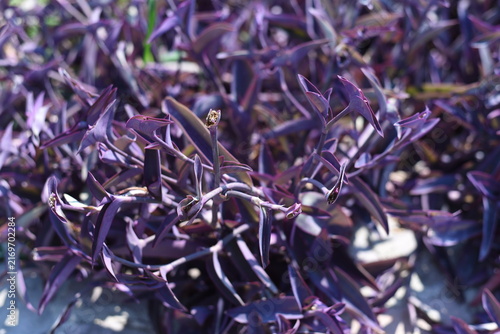 Close-up of deep purple Tradescantia pallida plant leaves