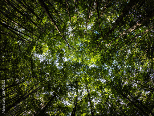 Foresta illuminato
