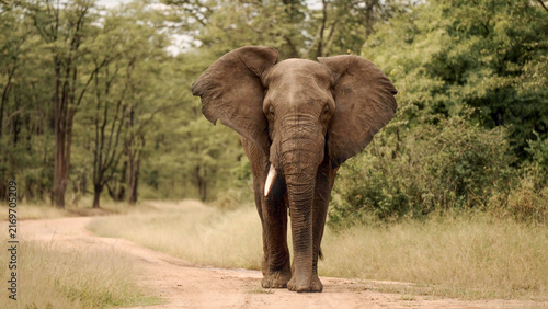 Konstfotografi African Elephant with ears spread wide on a bush track, Liwonde National Park