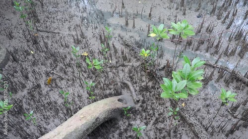 Mangrove seedlings sprout and grow upright in the soft, wet mud of the mangrove forest.