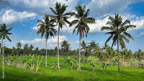 Tropical coconut palm landscape of Bali - Indonesia with lush green rice fields under blue sky