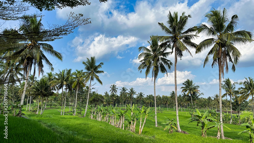 Tropical coconut palm landscape of Bali - Indonesia with lush green rice fields under blue sky