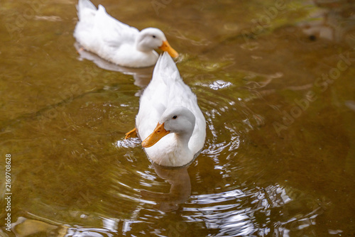 фотографія White ducks swimming in murky pond water
