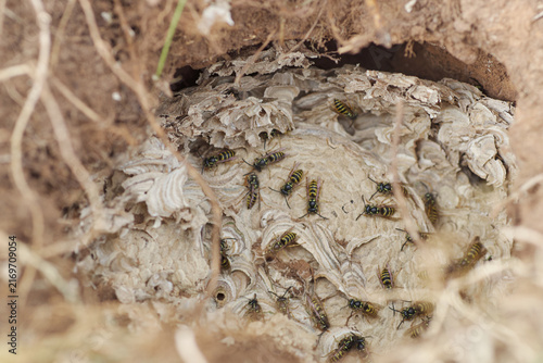 Erdwespen Nest der Gemeinen oder Deutschen Wespe unter Naturschutz und Artenschutz stehend