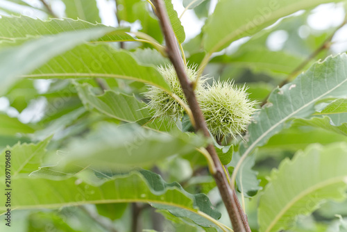 Marone Edelkastanie am Baum mit Laum